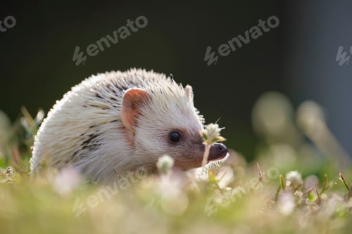 Preview: Small african hedgehog pet on green grass outdoors on summer day.