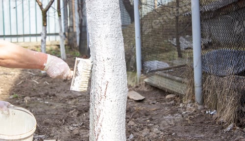 Preview: Girl whitewashing a tree trunk in a spring garden. Whitewash of spring trees