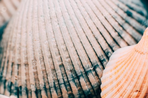 Preview: Sea shell texture abstract pattern background desktop