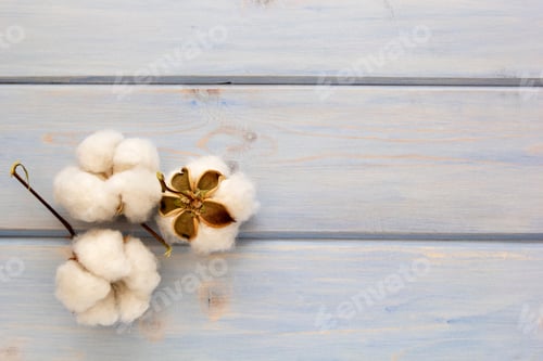 Preview: Natural cotton flowers on wooden background. Delicate organic floral blossom, top view, flat lay,