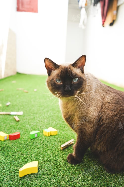 Preview: Siamese cat enjoying the day on the backyard grass