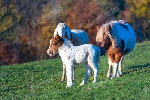 Preview: A pony with the small and a sheep