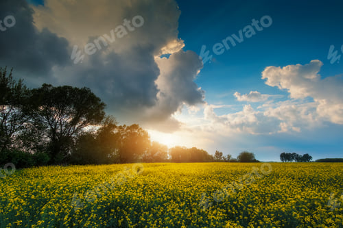 Preview: Stormy rape field