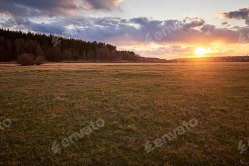 Preview: field of spring grass and forest in sunset time