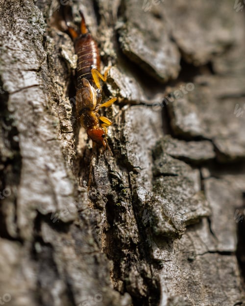 Preview: Closeup of a yellow caterpillar on a tree trunk