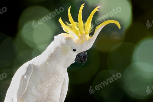Preview: Sulphur-crested cockatoo white parrot perched beside a vibrant green bokeh background