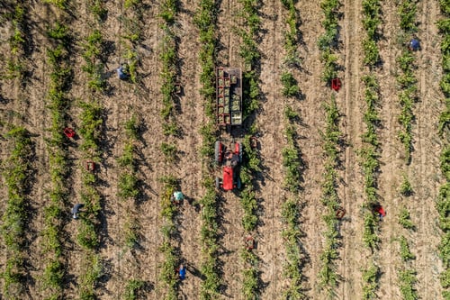 Preview: Drone view photo of a tractor in a vineyard field with people working