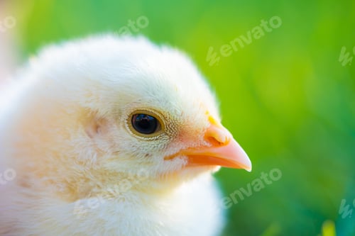 Preview: Close up newborn poultry yellow chicken beak on green grass field. Beautiful and adorable little chi