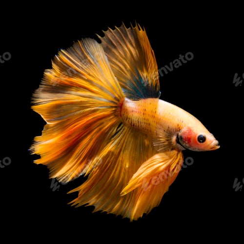 Preview: betta fish on black