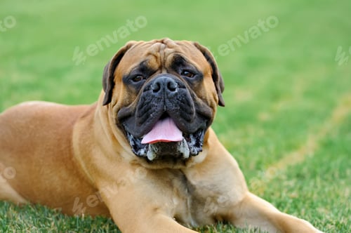 Preview: English Mastiff dog