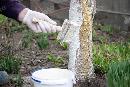 Preview: a male farmer covers a tree trunk with protective white paint against pests.