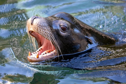 Preview: Male sea lion with open beak in the water