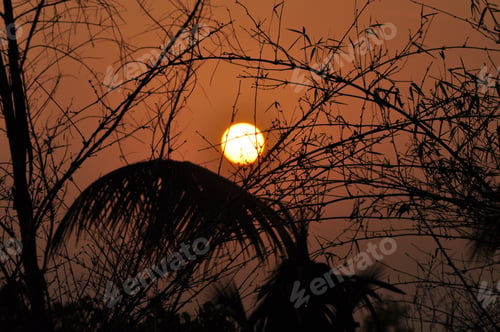 Preview: Beautiful sunset behind silhouette of trees against dark sky
