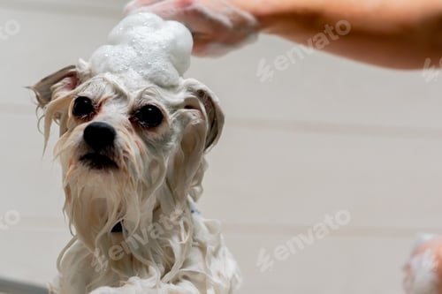 Preview: grooming salon small white spitz is lathered by a groomer lathering a spitz in a white bathtub