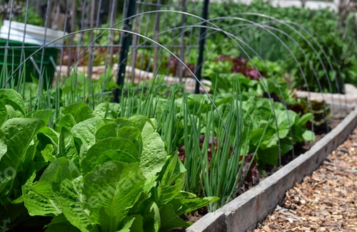 Preview: Vegetables growing in raised beds in a garden