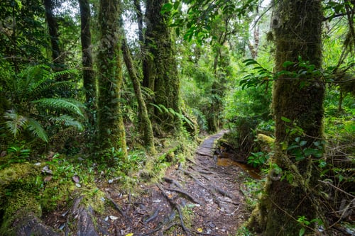 Preview: Rain forest
