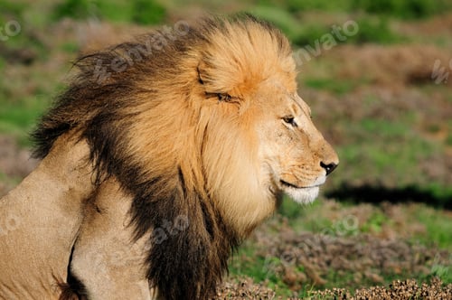 Preview: A Kalahari lion