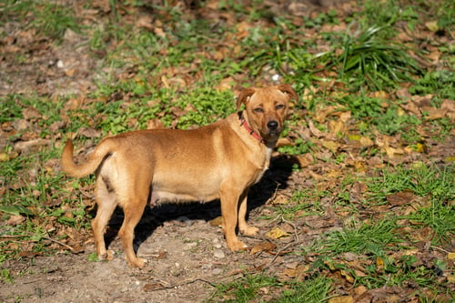Preview: Beautiful brown dog standing on a hillside looking at the camera