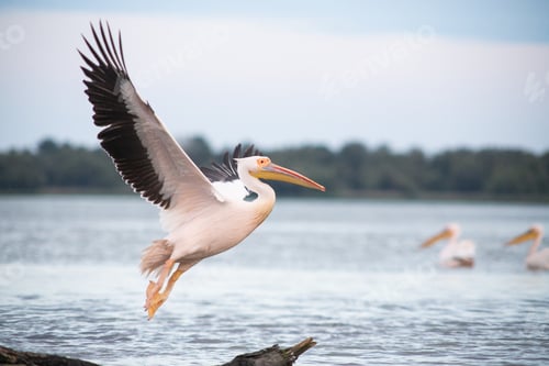 Preview: pelicans on the lake at sunset
