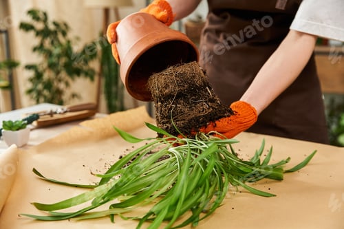 Preview: Young man carefully transplanting plants in a bright and inviting studio setting