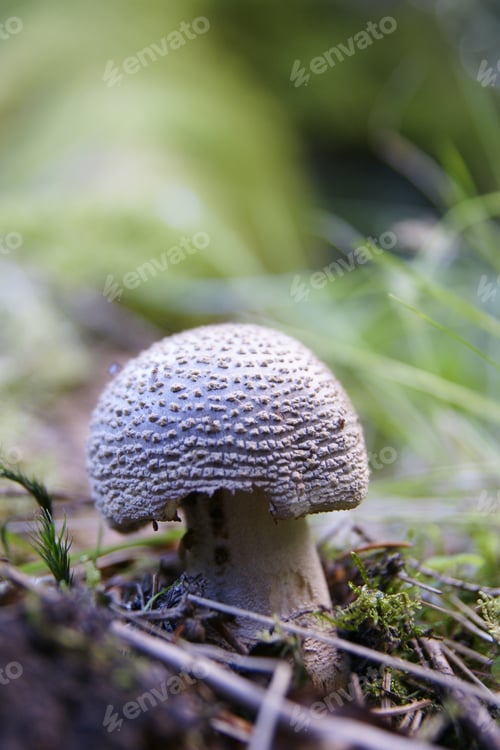 Preview: Mushrooms in the forest very colorful surrounded by moss and moisture and great blur