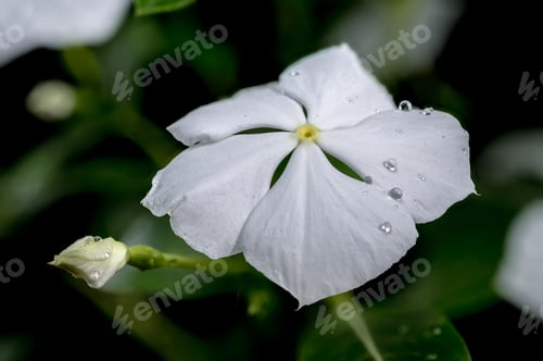 Blooming white Catharanthus on a black background