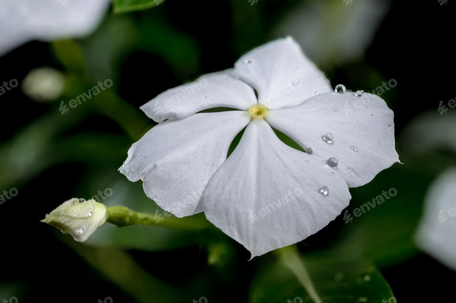 Cover for Blooming white Catharanthus on a black background