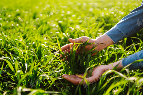 Preview: Green wheat seedlings in hands of a farmer. Male farmer looking at the produce before harvesting.