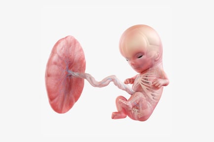 Preview: 11-Week Fetus Anatomy with Placenta