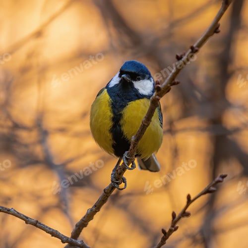 Preview: Close up of a great tit perched on a bare branch of a leafless tree