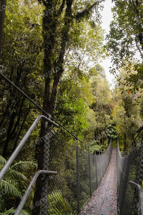 Preview: Winding bridge leading to a forest between the lush green trees
