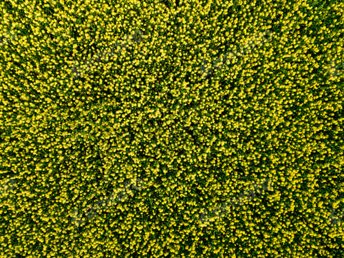Preview: Aerial view of blooming yellow rapeseed fields during spring season in Finland