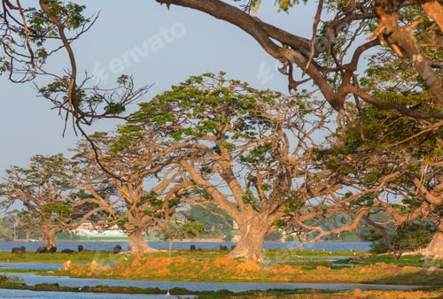 Preview: Trees on Sri Lanka
