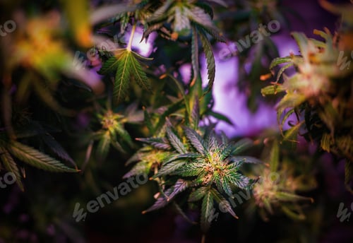 Preview: Young Medical Marijuana plant in ultraviolet light grow room, medical cannabis cultivation