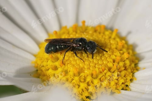 Preview: Closeup on a male, small metallic blue carpenter bee, Ceratina cyanea, sitting on a yellow