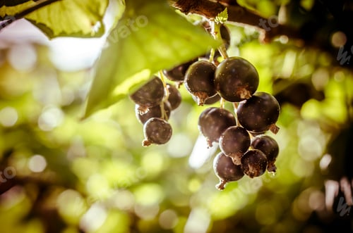 Preview: Bunch of black currant