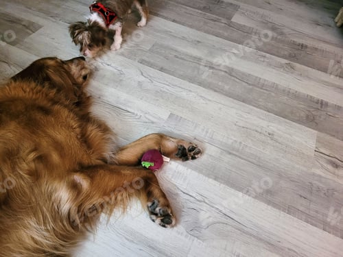 Preview: Cute puppy trys to play ball with older golden retriever.