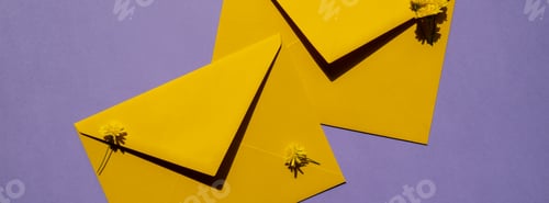 Preview: Beautiful little yellow chamomile daisies flowers on two postal yellow envelopes on violet
