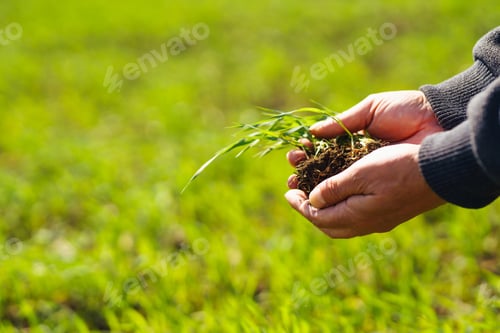 Preview: Young Green wheat seedlings in the hands of a farmer. Agronomist checks and explores sprouts of rye.