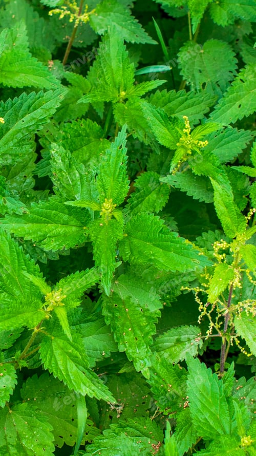 Preview: green nettles with visible details. background