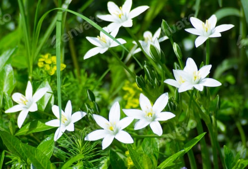Preview: beautiful photo of delicate flowers