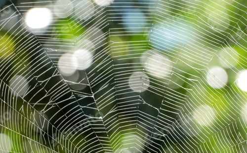 Preview: spider web