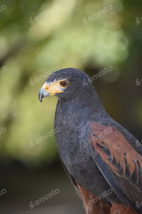 Preview: Black hawk viewed from the side, with a blurred background.