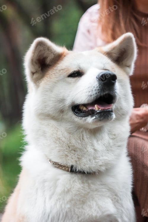 Preview: Japanese dog Akita inu portrait with young woman outdoors