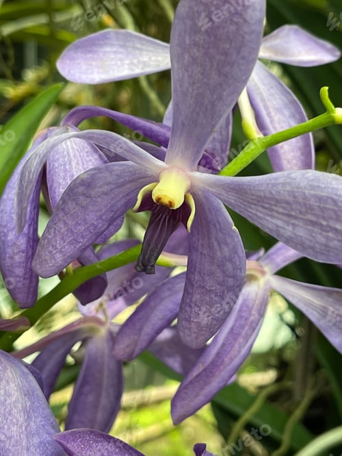 Preview: Orchid flower