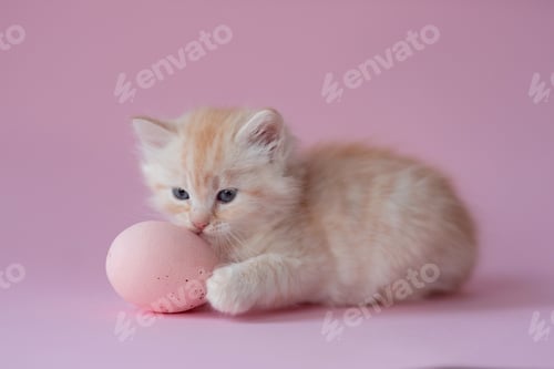 Preview: cute ginger kittens with blue eyes. Easter greeting card background.