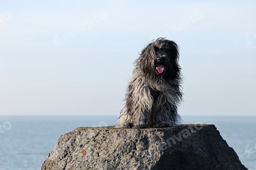 Preview: Schapendoes cute dog sitting on the rock