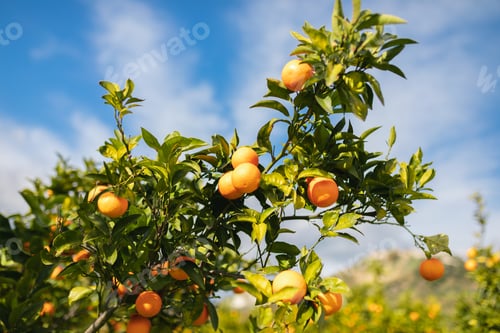 Preview: Oranges on the tree branch