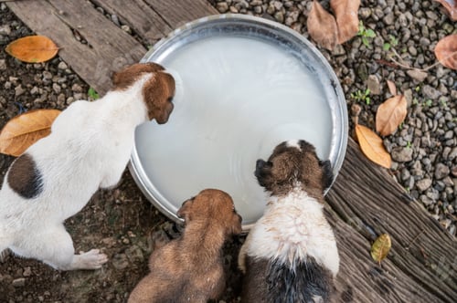 Preview: Domestic puppies eating milk on tray