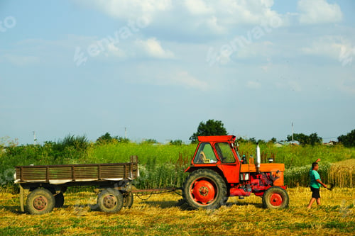 Preview: wheat harvesting in a summer day with an old tractor